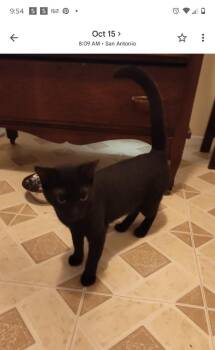 Papi -  Domestic Short Hair Cat for Adoption in San Antonio, Texas - Papi | PetCurious