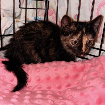 Munchkin -  Domestic Short Hair Cat for Adoption in Little Mountain, South Carolina - Munchkin | PetCurious