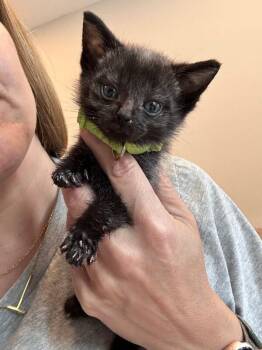 C.S. Lewis -  Domestic Short Hair Cat for Adoption in Cincinnati, Ohio - C.S. Lewis | PetCurious