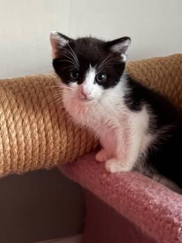 MAC -  Domestic Short Hair Cat for Adoption in Spotswood, New Jersey - MAC | PetCurious