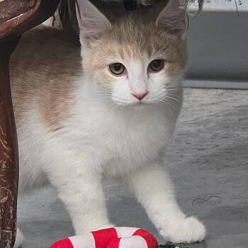 Rescue Domestic Medium Hair Cats for Adoption in Fairmont, West Virginia - Ruby | PetCurious