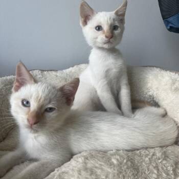 Clementine & Mandarin (bonded pair) -  Siamese Cat for Adoption in Chattanooga, Tennessee - Clementine & Mandarin (bonded Pair) | PetCurious