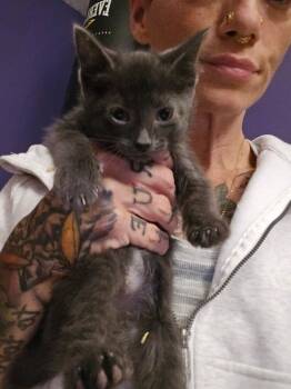 Greyson -  Domestic Short Hair Cat for Adoption in Vancouver, Washington - Greyson | PetCurious