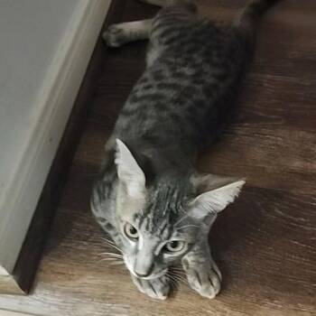 Arlo -  Domestic Short Hair Cat for Adoption in Liverpool, Texas - Arlo | PetCurious