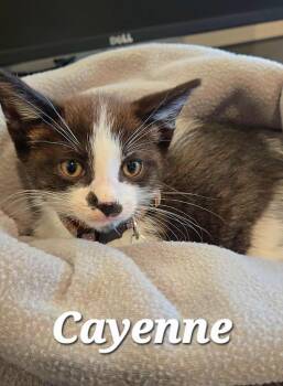 Cayenne -  Domestic Short Hair Cat for Adoption in Sidney, Ohio - Cayenne | PetCurious