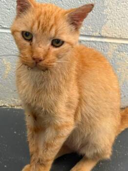 Toby -  Domestic Short Hair Cat for Adoption in Bryson City, North Carolina - Toby | PetCurious