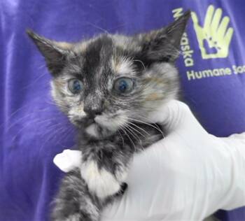 Rescue Domestic Medium Hair and Domestic Short Hair Cats for Adoption in Omaha, Nebraska - WEDNESDAY | PetCurious