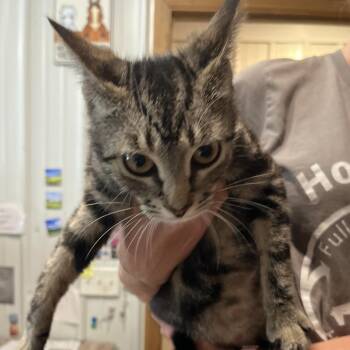 Stingray -  Domestic Short Hair Cat for Adoption in Hohenwald, Tennessee - Stingray | PetCurious