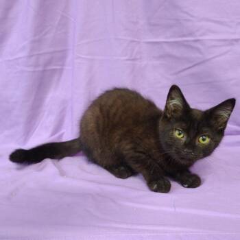 Soy Sauce -  Domestic Medium Hair Cat for Adoption in Coos Bay, Oregon - Soy Sauce | PetCurious