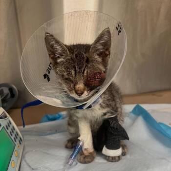 Caroline -  Domestic Short Hair Cat for Adoption in New York, New York - Caroline | PetCurious