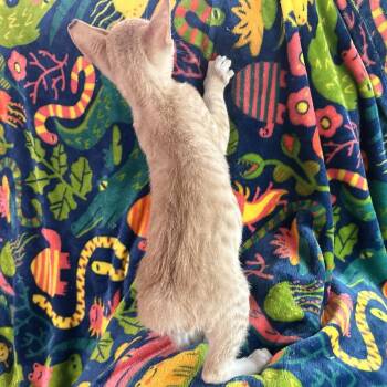 Haaland -  Domestic Short Hair Cat for Adoption in Panama City, Florida - Haaland | PetCurious