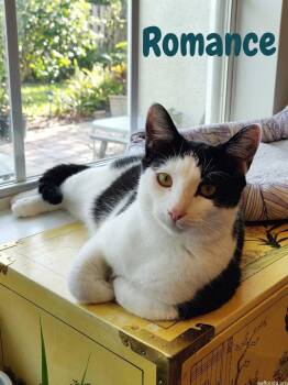 Romance -  Tuxedo and Domestic Short Hair Cat for Adoption in Pensacola, Florida - Romance | PetCurious