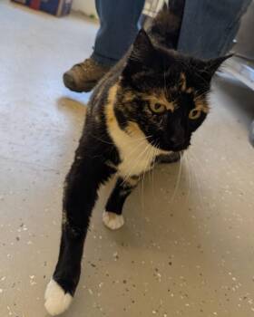 Domestic Short Hair Cats Available for Adoption in Havre, Montana - Judy | PetCurious