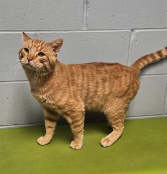 Rescue Domestic Short Hair Cats for Adoption in Decatur, Illinois - BIG JOHN | PetCurious