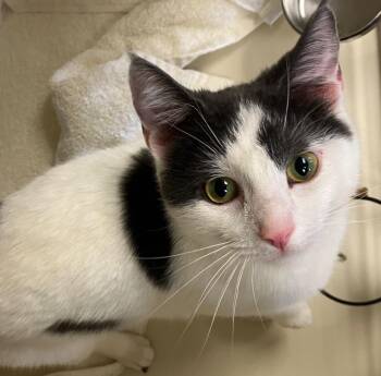 Gus -  Domestic Short Hair Cat for Adoption in Christiansburg, Virginia - Gus | PetCurious