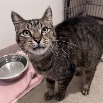Puddy -  Domestic Short Hair Cat for Adoption in Arlington Heights, Illinois - Puddy | PetCurious
