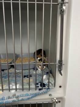 Rescue Domestic Short Hair Cats for Adoption in Cumming, Georgia - Poinsettia 1790-25 | PetCurious