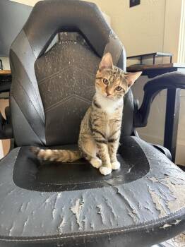 Mohan -  Domestic Short Hair Cat for Adoption in West Mifflin, Pennsylvania - Mohan | PetCurious