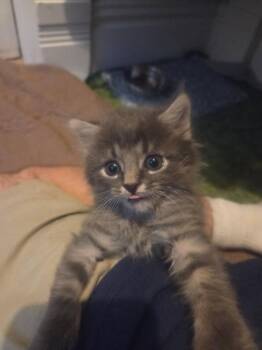 Regular Sized Rudy -  Domestic Medium Hair Cat for Adoption in Saint Charles, Missouri - Regular Sized Rudy | PetCurious