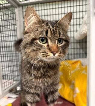 Domestic Medium Hair Cats Available for Adoption - Mr. Worldwide | PetCurious