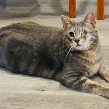 Aemond -  Domestic Short Hair Cat for Adoption in Washington, Pennsylvania - Aemond | PetCurious