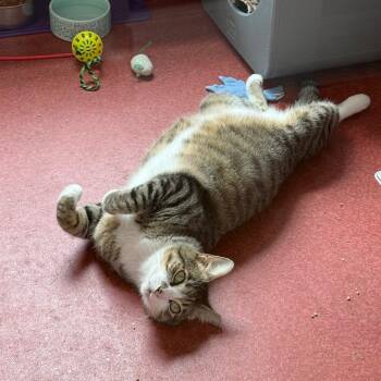 Western -  Domestic Short Hair Cat for Adoption in Los Angeles, California - Western | PetCurious