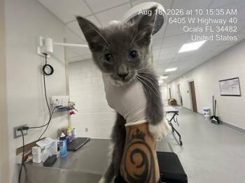 CHARLOTTE -  Domestic Short Hair Cat for Adoption in Ocala, Florida - CHARLOTTE | PetCurious