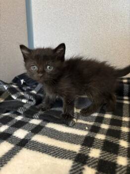 Mummy -  Domestic Short Hair Cat for Adoption in Liverpool, New York - Mummy | PetCurious