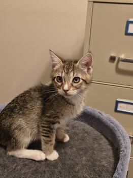 Louis XIV (new) -  Tiger Cat for Adoption in Zephyrhills, Florida - Louis XIV (new) | PetCurious