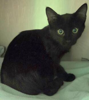 Tabitha -  Domestic Short Hair Cat for Adoption in Olean, New York - Tabitha | PetCurious