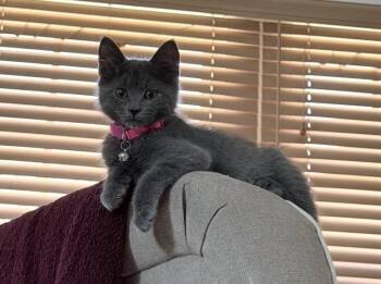 Mira -  Domestic Short Hair Cat for Adoption in Philadelphia, Pennsylvania - Mira | PetCurious