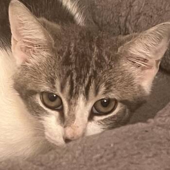 Buttercup -  Domestic Short Hair Cat for Adoption in Gainesville, Florida - Buttercup | PetCurious
