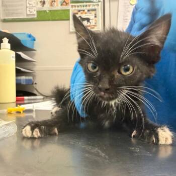 Capin Crunch -  Domestic Short Hair Cat for Adoption in Columbiana, Alabama - Capin Crunch | PetCurious