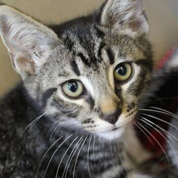 Prince Naveen -  Domestic Short Hair Cat for Adoption in Gloucester, Virginia - Prince Naveen | PetCurious