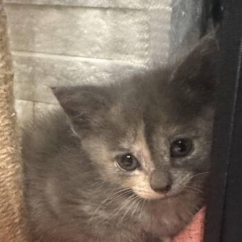 Caroline -  Domestic Medium Hair Cat for Adoption in Liverpool, Texas - Caroline | PetCurious