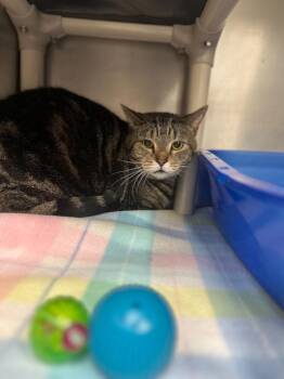 Domestic Short Hair Cats Available for Adoption in Bowling Green, Ohio - The Honorable Musgrave | PetCurious