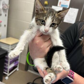 Wonton -  Domestic Short Hair Cat for Adoption in Hinesville, Georgia - Wonton | PetCurious
