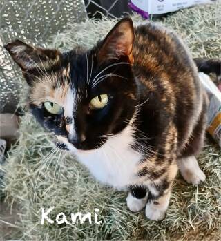 Rescue Calico and Tabby Cats for Adoption in Mission Viejo, California - Kami | PetCurious