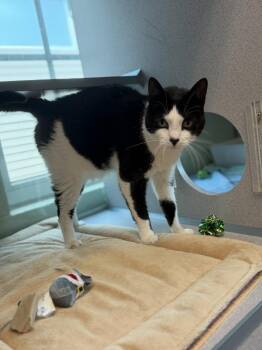 Bettie -  Domestic Short Hair Cat for Adoption in Stratham, New Hampshire - Bettie | PetCurious