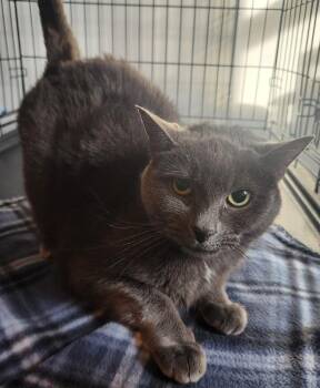Sasha -  Domestic Short Hair Cat for Adoption in Crompond, New York - Sasha | PetCurious