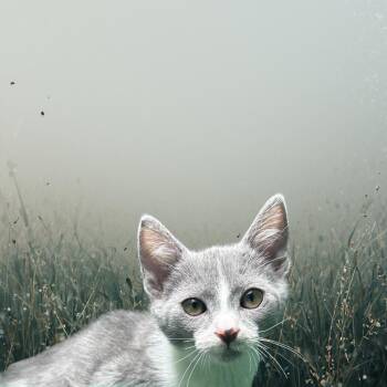 Domestic Short Hair and Russian Blue Cats Available for Adoption - Chicken Hee | PetCurious