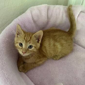 Domestic Short Hair Cats Available for Adoption in Candler, North Carolina - Wilkinson | PetCurious