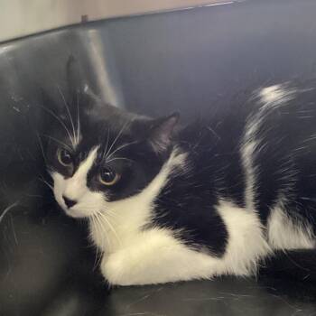 Griselda -  Domestic Short Hair Cat for Adoption in Montgomery, Alabama - Griselda | PetCurious