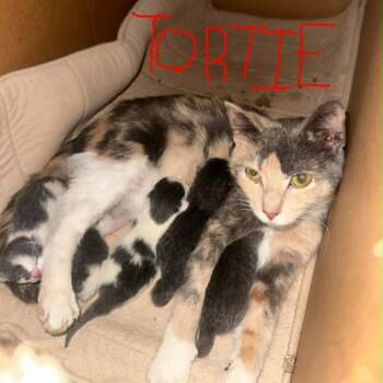 Daphne C11438 -  Domestic Short Hair Cat for Adoption - Daphne C11438 | PetCurious