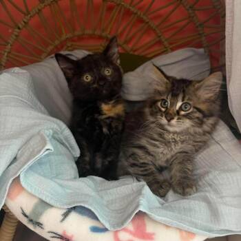 Orpheus (Bonded w/ Billie) -  Domestic Long Hair Cat for Adoption in Lexington, Kentucky - Orpheus (Bonded W/ Billie) | PetCurious
