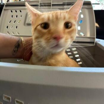 Marco -  Domestic Short Hair Cat for Adoption in Los Angeles, California - Marco | PetCurious