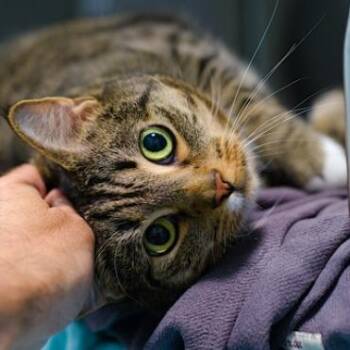 Max -  Domestic Short Hair Cat for Adoption in New York, New York - Max | PetCurious