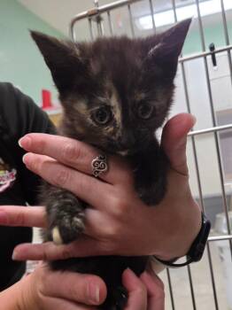 Holga -  Domestic Short Hair Cat for Adoption in Twentynine Palms, California - Holga | PetCurious