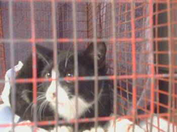 Rescue Domestic Short Hair Cats for Adoption in Sacramento, California - A903921 | PetCurious