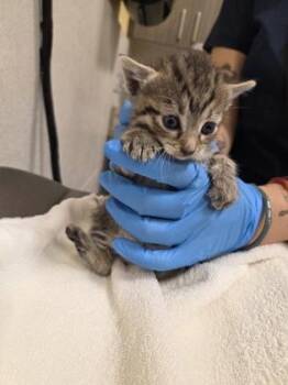 Shirley -  Domestic Short Hair Cat for Adoption in Honolulu, Hawaii - Shirley | PetCurious